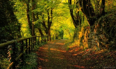 Осенняя дорожка в лесу