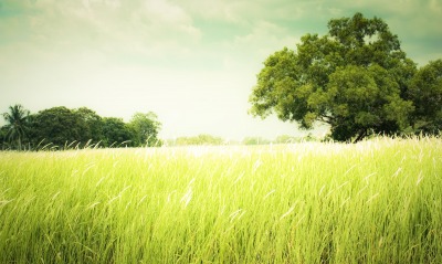 В поле среди травы