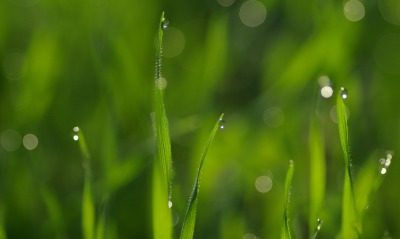 Капли росы на травинках