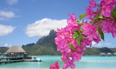Цветы на острове бора-бора в тихом океане