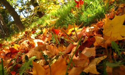 Опавшие кленовые листья