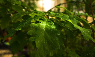 Мокрые листья дуба