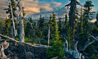 Разрушенный лес