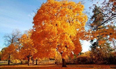 Желтые листья осеннего дерева