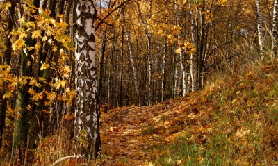 Осенний лиственный лес