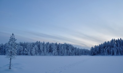Снежное поле и лес