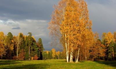 Осень, березы, лес, поляна