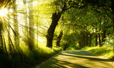 лучи лес дорога лето зелень rays forest road summer greens