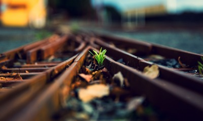 Растения на железной дороге