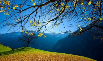 осенняя листва в горах