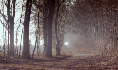 Тропинка в туманном лесу