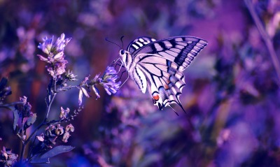 Бабочка в фиолетовом цвете