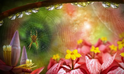 Паук паутина цветы капли роса блеск