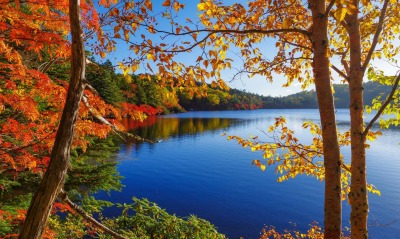 природа деревья озеро осень nature trees the lake autumn