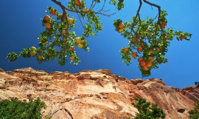 персиковое дерево, скалы