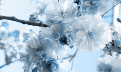 белые и голубые цветы, ветки