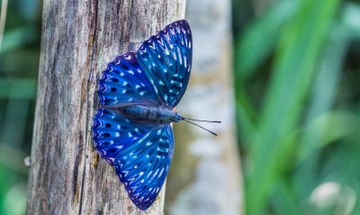 Синяя бабочка дерево