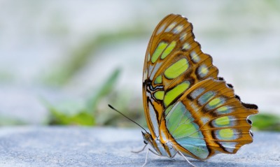 бабочка природа насекомое крупный план