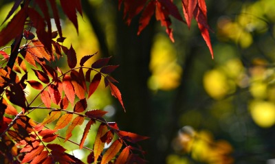 природа ветка листья оранжевые осень