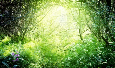 лес зелень ветви