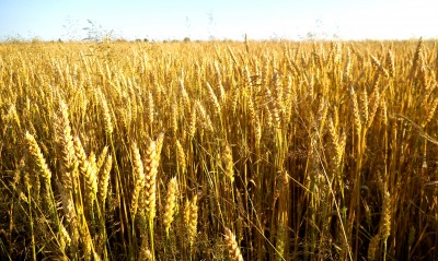 пшеница, колосья