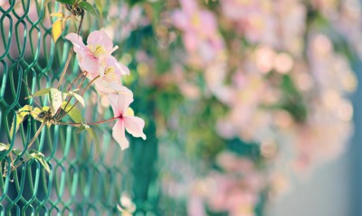 Забор цветы