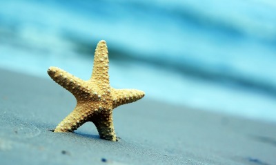 Звезда морская на песке