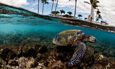 Черепаха море пальмы природа