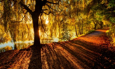 Лучи солнце дорога дерево