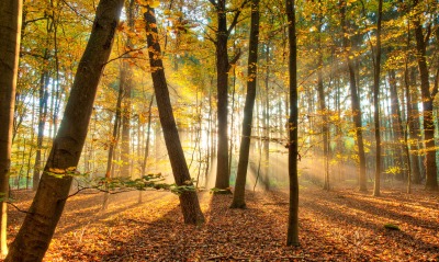 Лучи осень лес