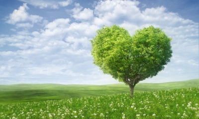 Дерево сердце поле