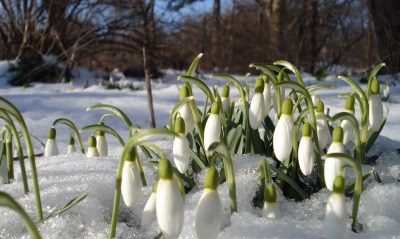 подснежники снег цветы