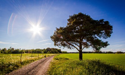 Солнце дерево дорога поле