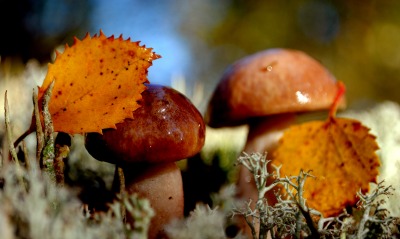 грибы природа осень листья