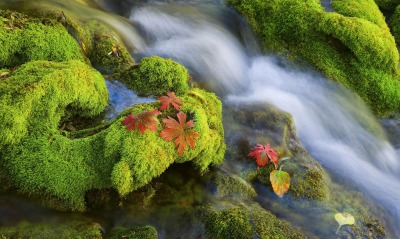 Мох река листья