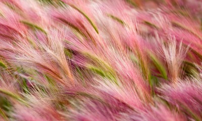 mavericks трава розовая