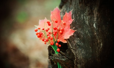 природа осень лист дерево