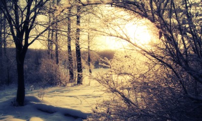 природа деревья зима снег солнце