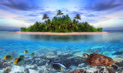 природа остров деревья небо рыбы черепаха животные