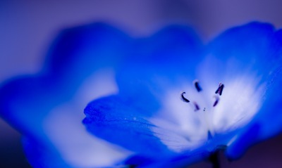 Цветок синий