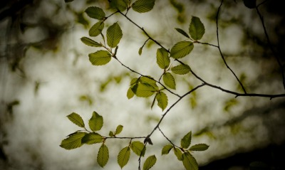 Ветки листья дерево