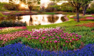 природа цветы синие розовые желты деревья озеро парк