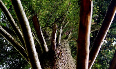 природа дерево ветки листья