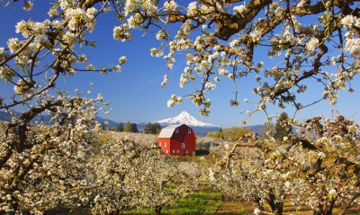 природа дом гора яблоня