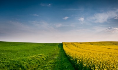 поле дорога желтое зеленое