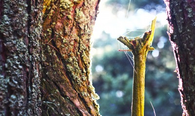 природа дерево паутина ветка