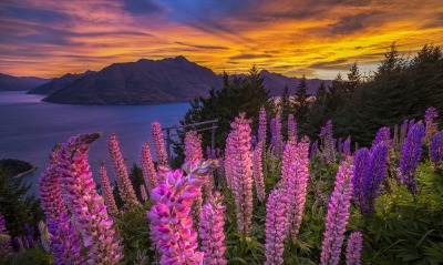 Цветы гора озеро спуск
