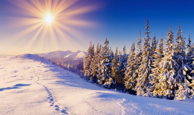 природа зима деревья солнце снег