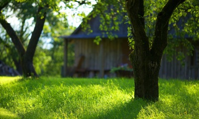 луг сад дворик трава