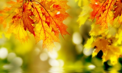 листья осень природа